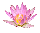 lotus blossom
